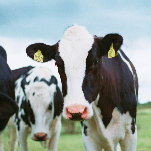千本松牧場の牛乳の美味しさの秘密